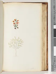 Page 132. Ericifolia