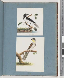 Unidentified Birds