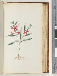 Page 137. Unidentified Plant