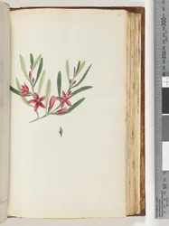 Page 138. Unnamed Flowering Plant and Insect