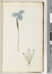 Page 13. Unidentified plant