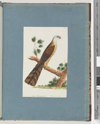 Page 141. Unidentified Bird