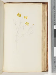 Page 142. Unfinished Drawing of Unidentified Plant