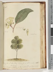 Page 149. Natural Size, A Species of the Red Gum Tree, Commonly in N.S.W Called, Mahogany
