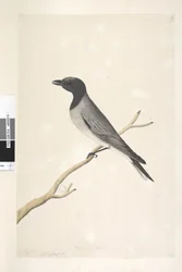 Page 14. Ceblephyris. above title in different hand August. Natural size Little Cuckoo, Shrike? Coracina robusta, 1791-92