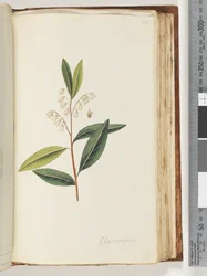 Page 151. Elaeocarpus