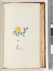 Unidentified plant