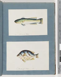Page 15. Unidentified fish 16. Unidentified fish