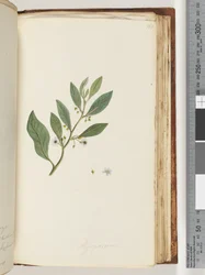 Page 161. Myoporum