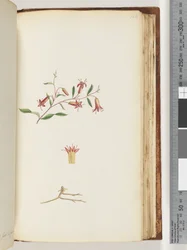 Page 166. Unidentified plant