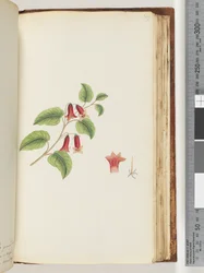 Page 169. Unnamed Flowering Plant