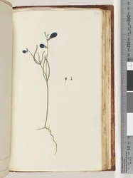 Page 174. Unidentified Plant