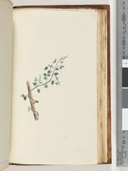 Page 179. Unidentified plant