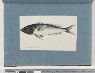 Page 17. Unidentified fish