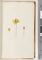 Page 17. Unidentified plant