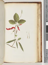 Page 183. Unidentified Plants