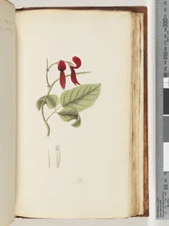 Page 185. Unidentified plant