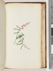Page 186. Flowering plant, a Creeper
