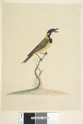 Page 18. Natural Size Golden Whistler Pachycephala Pectoralis, Male, 1791-92