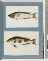 Page 18. Unidentified fish.19. Unidentified fish