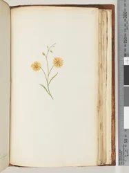 Unidentified Plant