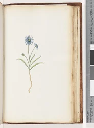 Page 198. Unidentified plant