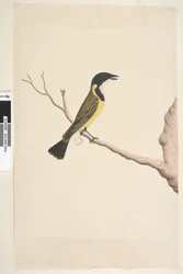Natural Size Golden Whistler