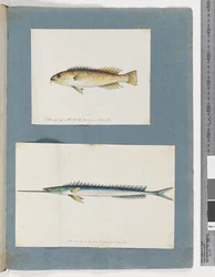 Unidentified fish