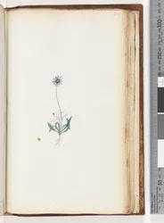 Unidentified Plant