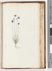 Unidentified Plant