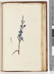 I Believe This Is Thelymitra Ixioides (Spotted Sun Orchid)