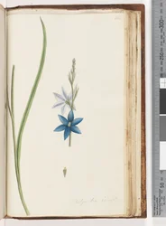 Page 204. Thelymitra ixiodes / Spotted Sun Orchid