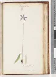 Page 206. Backside of the Petals. Backside of the Leaf. Arethusa pilosa / Wax Lip Orchid