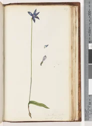 Arethusa Pilosa (Wax Lip Orchid)