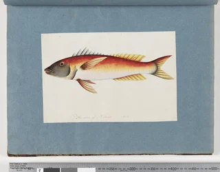 Unidentified Fish