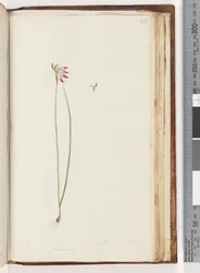 Page 210. Arethusa Certe?, Caladenia