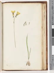 Page 211. Form of Diuris aurea / Golden Donkey Orchid