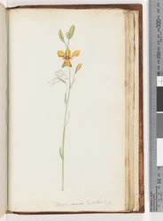 Page 213. Diuris Aurea, Exot. Bot. t. 9, Golden Donkey Orchid