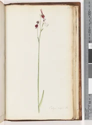 Page 218. Caleya major Br. Flying Duck Orchid