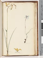 Page 219. Caladenia / Diuris two plants