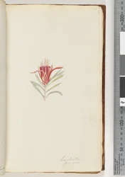 Page 21. Lambertia formosa / Mountain Devil