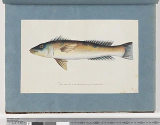 Unidentified Fish