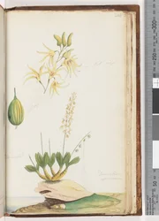 Page 224. Dendrobium speciosum Rock Orchid