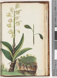 Page 225. Dendrobium speciosum Exot. Bot. t. 10