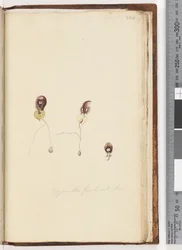 Page 226. Corysanthes fimbriata Fringed Helmet Orchid