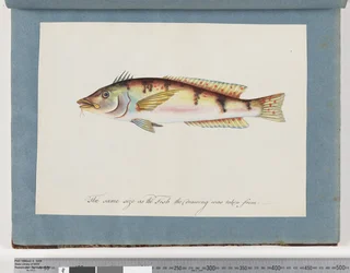Unidentified Fish