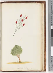 Exocarpus? Billard: Voyage / The Cherry of New South Wales