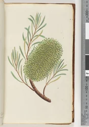 Page 23. Unnamed Flowering Plant