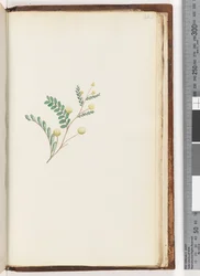 Page 242. Unidentified plant