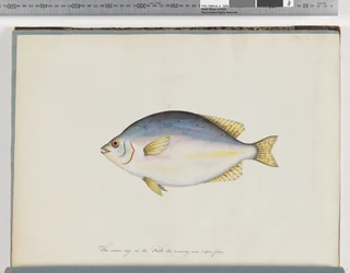 Page 24. Unidentified fish